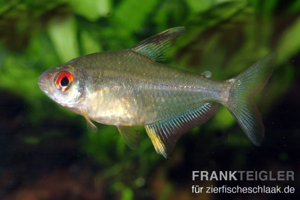 Zitronensalmler - Hyphessobrycon pulchripinnis